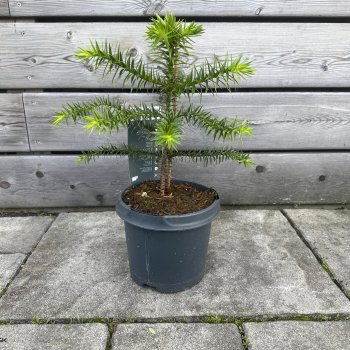 Araucaria araucana (Araukária andská) - kont. C1,5L, výška: 15-25 cm (-15°C)
